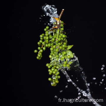 Crimpilement vert aromatisé en gros, particulièrement frais